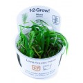 Tropica 1-2-Grow Blyxa japonica