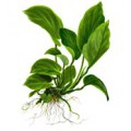 Tropica Anubias barteri var. caladiifolia