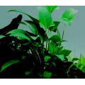 Tropica Anubias gracilis