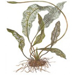Tropica Aponogeton madagascariensis