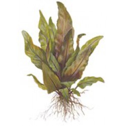 Tropica Cryptocoryne undulata "broad leaves"