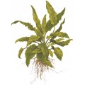 Tropica 1-2-Grow Cryptocoryne wendtii GREEN