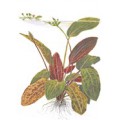 Tropica Echinodorus "Ozelot"