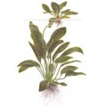 Tropica Echinodorus "Ozelot" green