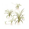 Tropica 1-2-Grow Helanthium tenellus "Green"