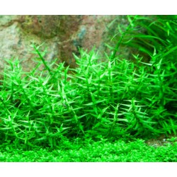 Tropica 1-2-Grow Gratiola viscidula