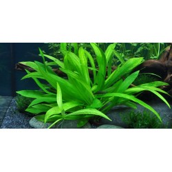 Tropica 1-2-Grow Helanthium "Quadricostatus"