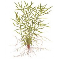 Tropica 1-2-Grow Heteranthera zosterifolia