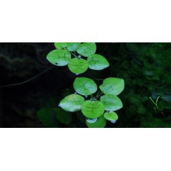 Tropica 1-2-Grow Limnobium laevigatum