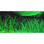 Tropica 1-2-Grow Littorella uniflora