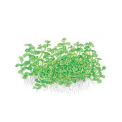 Tropica 1-2-Grow Micranthemum Monte Carlo