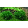 Tropica 1-2-Grow Monosolenium tenerum