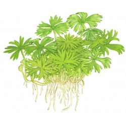Tropica 1-2-Grow Ranunculus inundatus