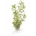 Tropica 1-2-Grow Rotala rotundifolia GREEN
