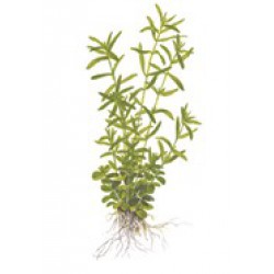 Tropica 1-2-Grow Rotala rotundifolia GREEN