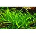 Tropica 1-2-Grow Sagittaria subulata