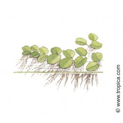 Tropica 1-2-Grow Salvinia auriculata