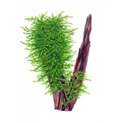 Tropica Taxiphyllum spec. Spiky Portion