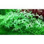 Tropica 1-2-Grow Ranunculus inundatus